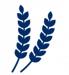 Bild von Weizenkorn